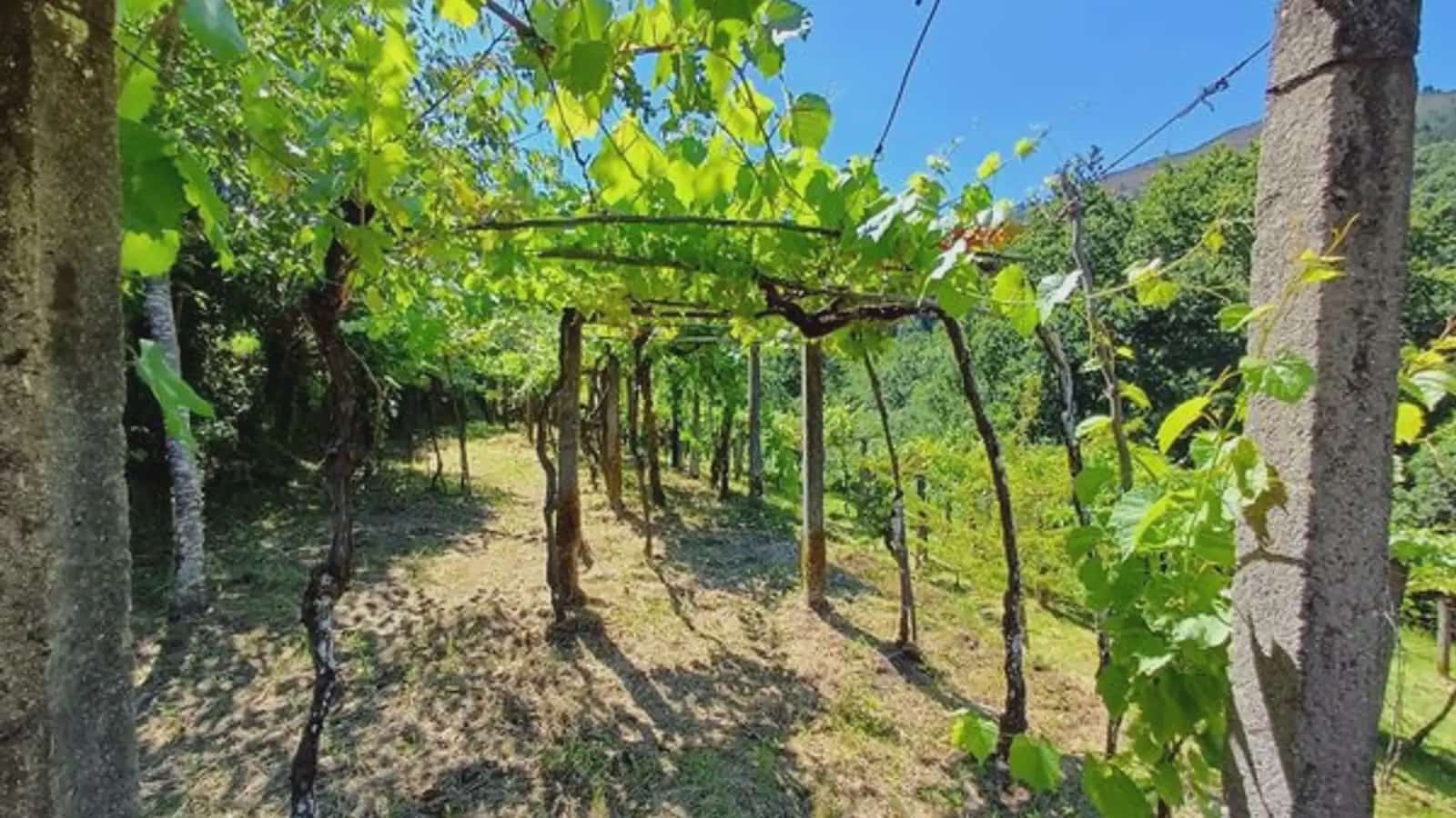 Finca/Casa Rural de 2 habitaciones en A Cañiza en venta con garaje - 79.000 € (Ref: 9745907)