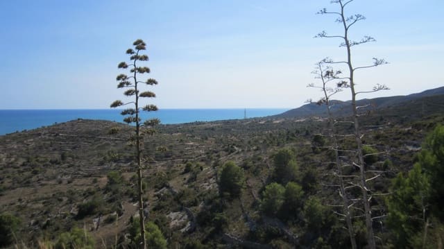 Terrain à Bâtir à vendre à Peñíscola - 49 000 € (Ref: 10017527)