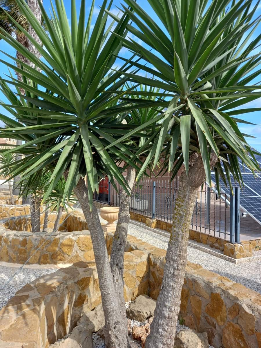 6 bedroom Villa for sale in Guardamar del Segura with pool - € 900,000 (Ref: 9088328)