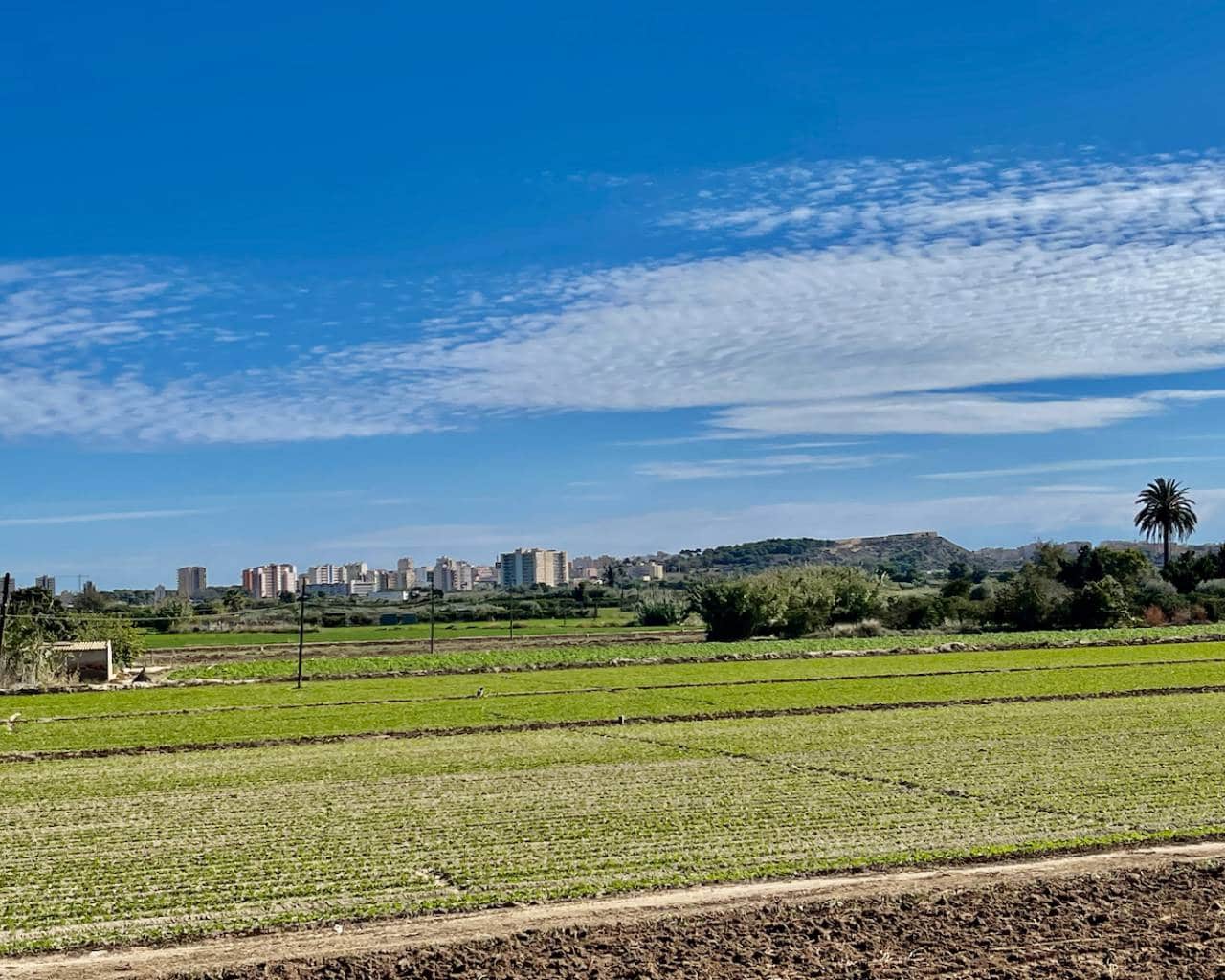 6 bedroom Villa for sale in Guardamar del Segura with pool garage - € 900,000 (Ref: 9426143)