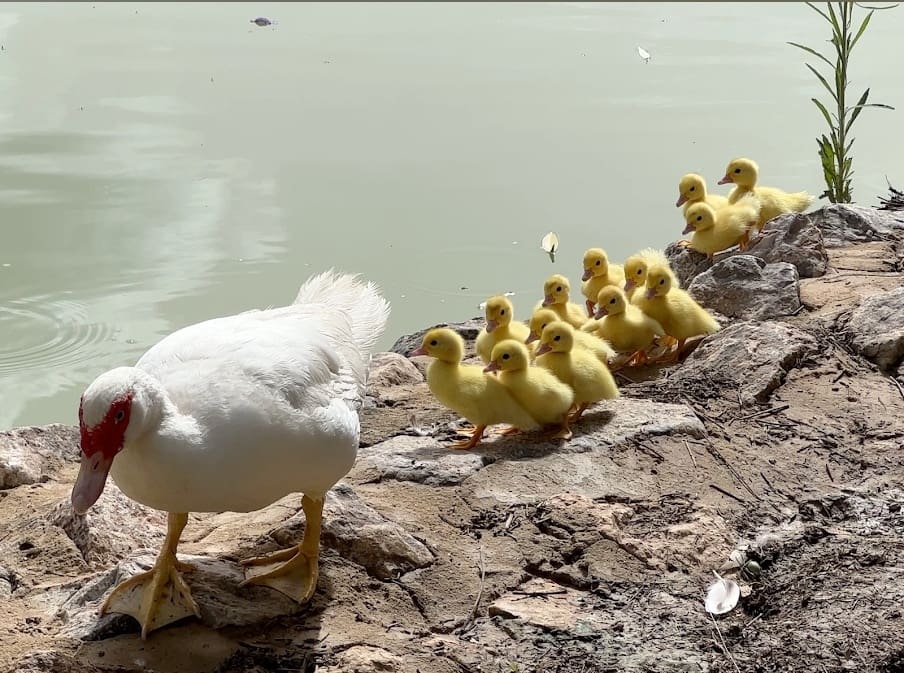 3 makuuhuone Huvila myytävänä paikassa Benijofar mukana uima-altaan 
autotalli - 429 500 € (Ref: 9426151)