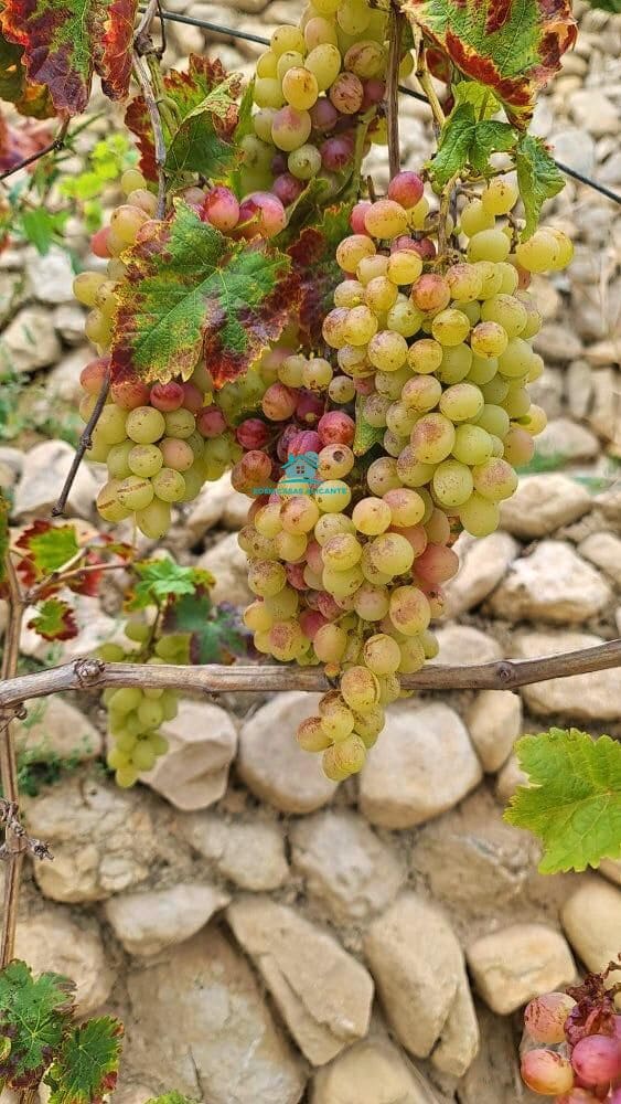 Grunde uden byggetilladelser til salg i Jijona / Xixona - € 35.000 (Ref: 8033947)