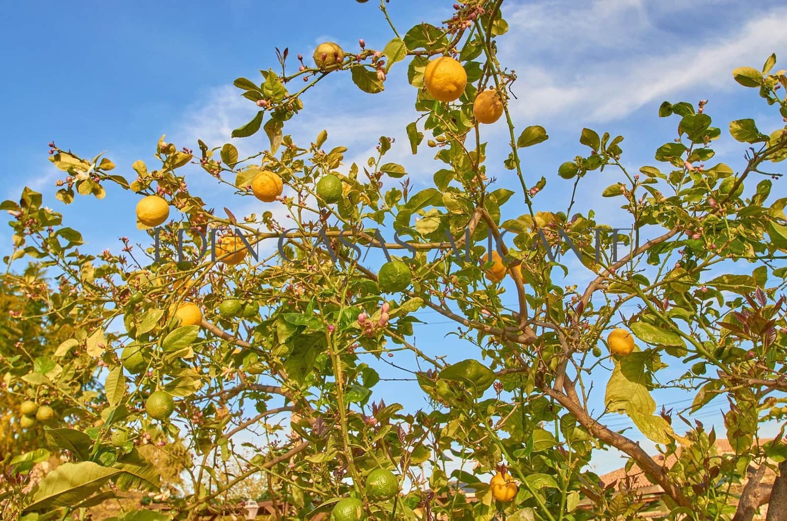 8 bedroom Villa for sale in Muchamiel / Mutxamel with pool - € 570,000 (Ref: 9741858)