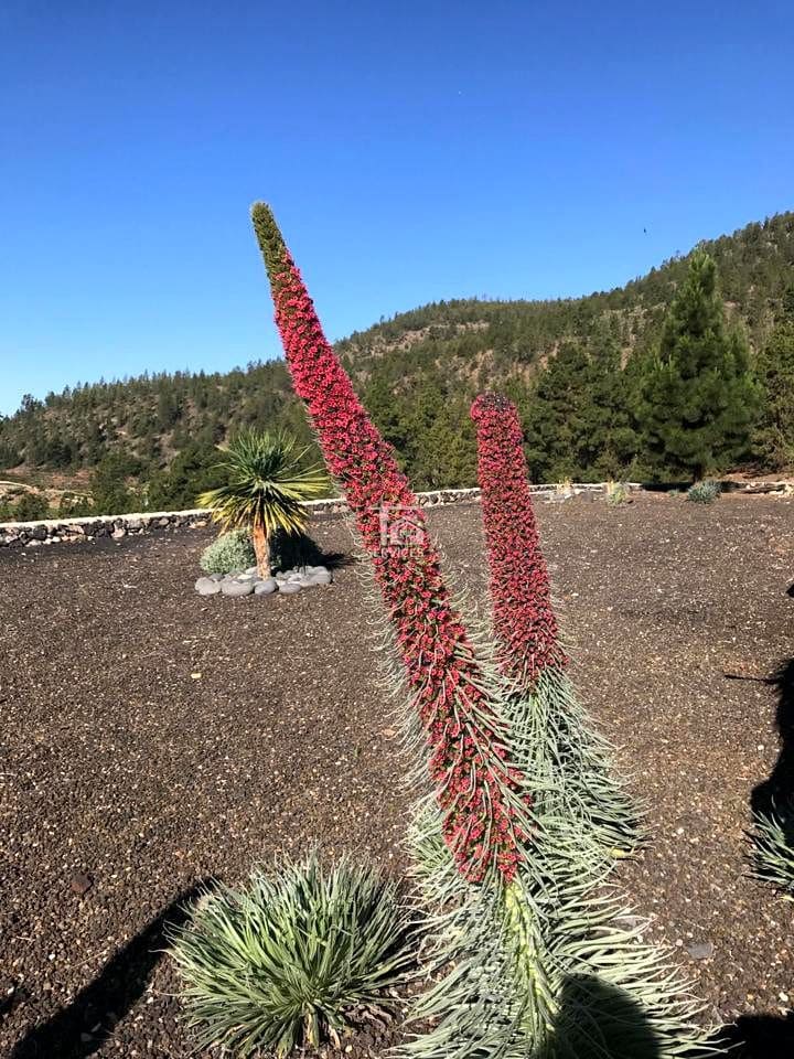 2 soverom Finca/Herregård til salgs i Granadilla de Abona med garasje - € 450 000 (Ref: 9293464)