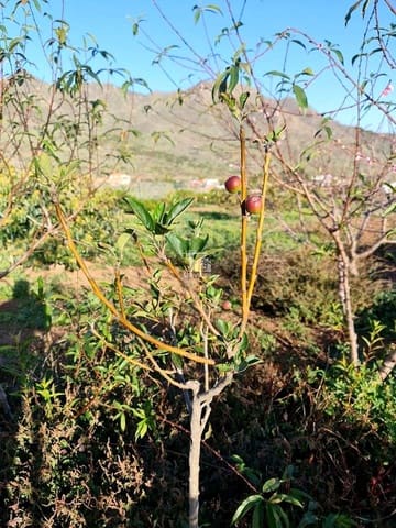 Mark till salu i Buenavista del Norte - 45 000 € (Ref: 9499515)