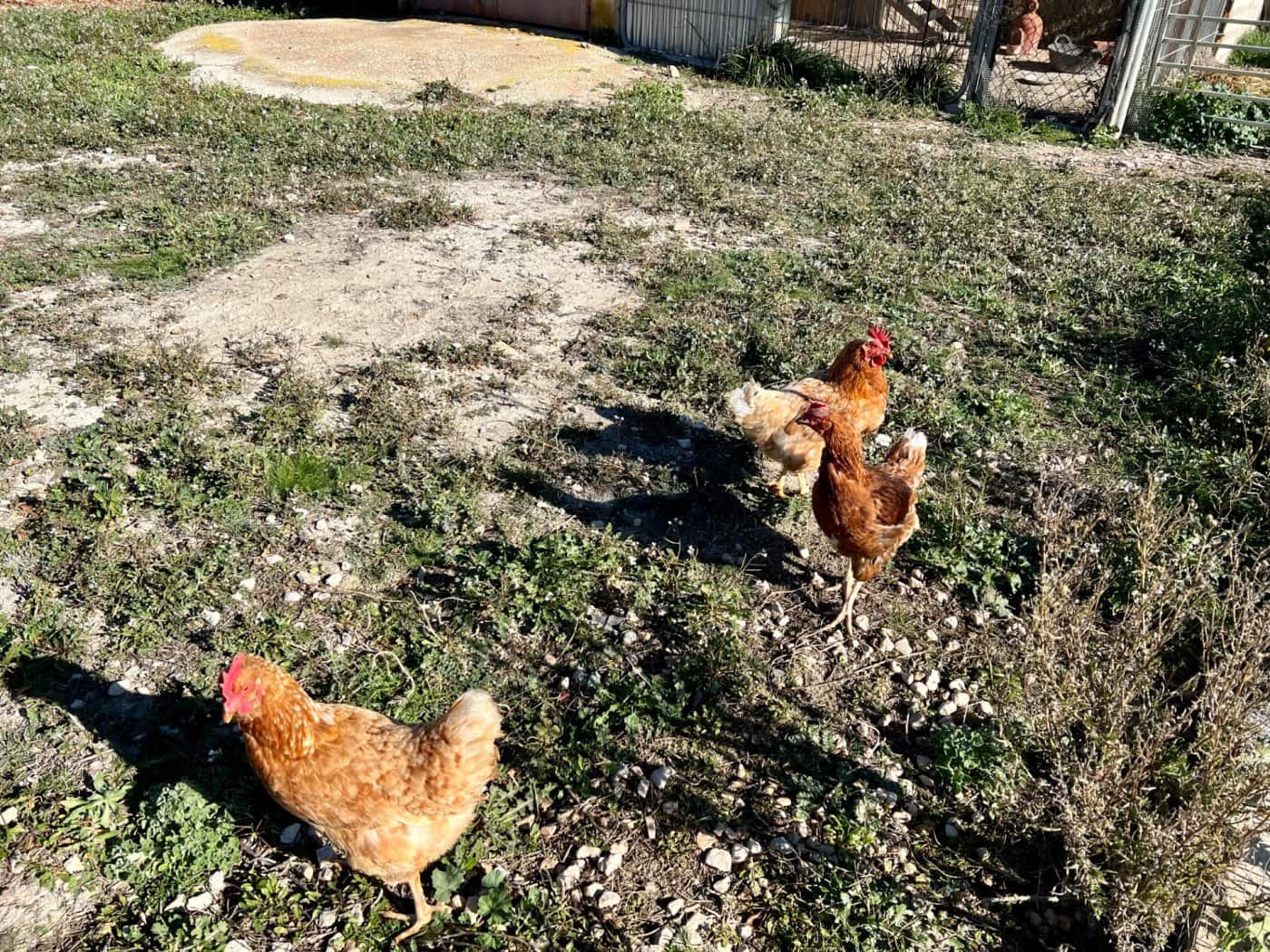 3 camera da letto Finca/Casa di Campagna in vendita in Villena con piscina garage - 249.000 € (Rif: 9619267)