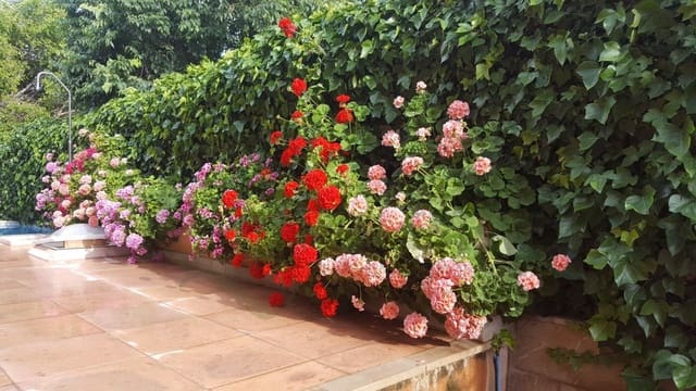 4 Zimmer Villa zu vermieten in Alicante Golf, Alicante / Alacant Stadt mit Pool Garage - 3.500 € (Ref: 9652034)