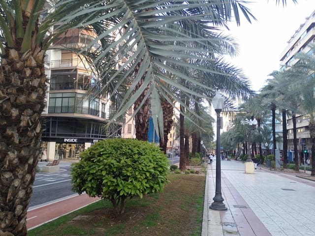 4 bedroom Commercial for rent in Alicante / Alacant city - € 6,000 (Ref: 9674258)