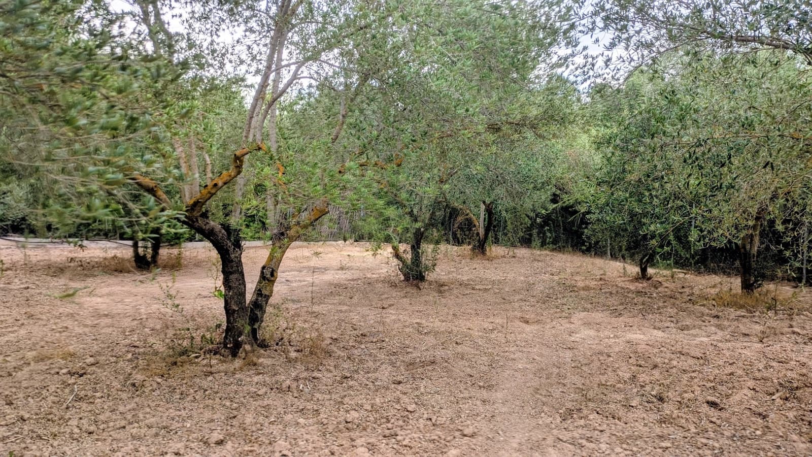 2 Zimmer Finca/Landgut zu verkaufen in Flix mit Pool Garage - 185.000 € (Ref: 10121076)