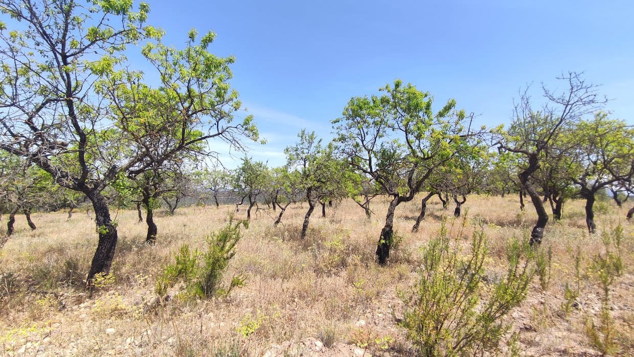 2 soveværelse Finca/Landehus til salg i La Figuera - € 27.500 (Ref: 8181928)