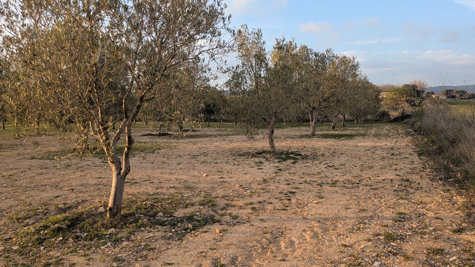 Mark till salu i Gandesa - 10 500 € (Ref: 9649791)