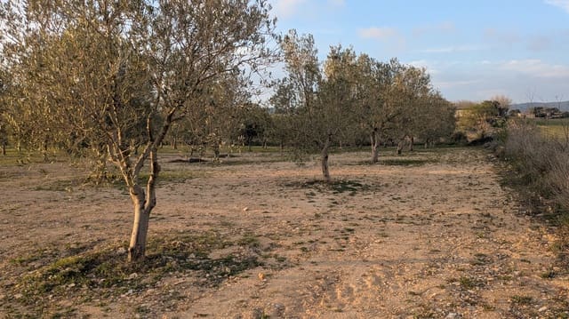 Mark till salu i Gandesa - 10 500 € (Ref: 9649791)