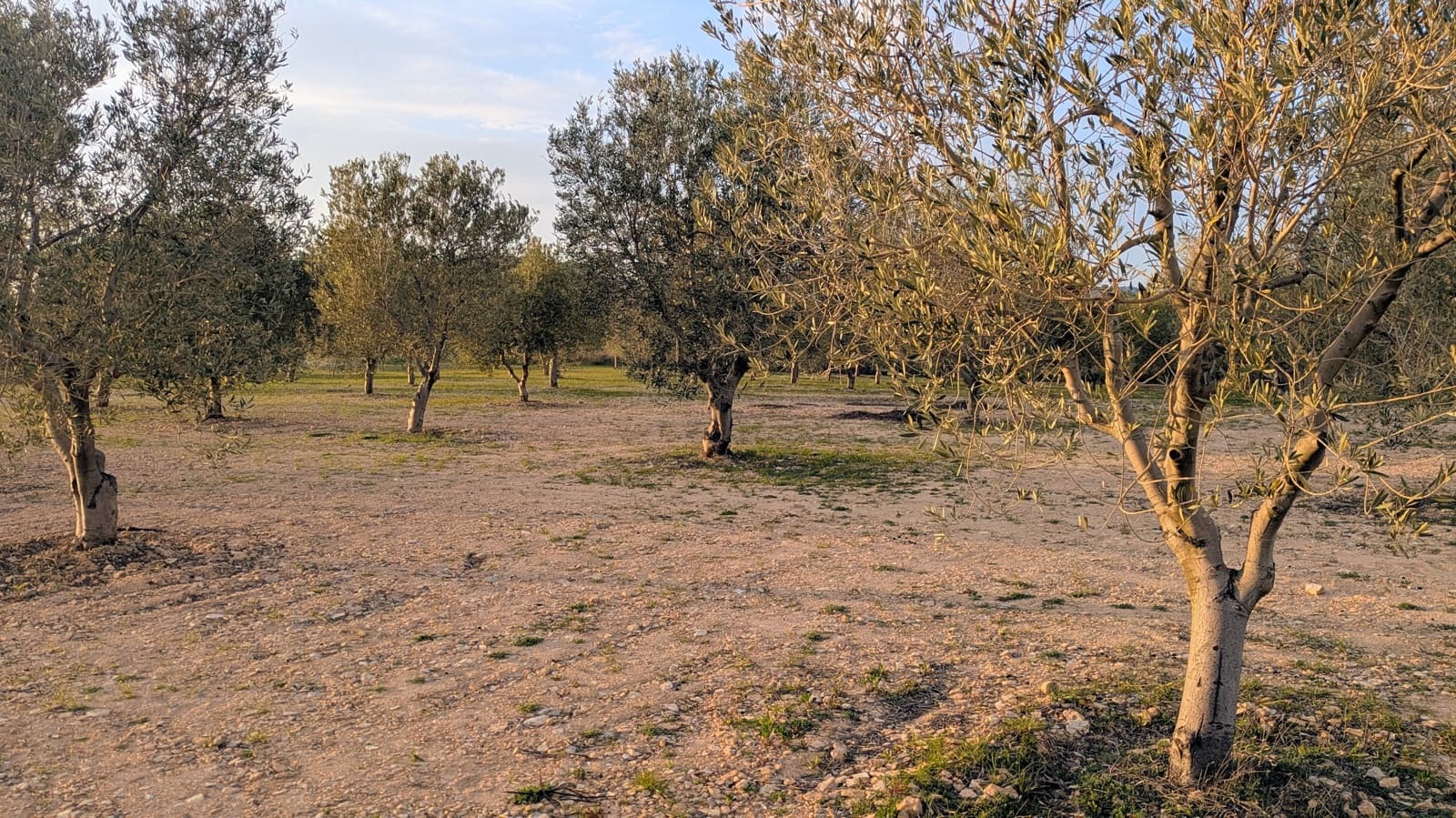 Mark till salu i Gandesa - 10 500 € (Ref: 9649791)