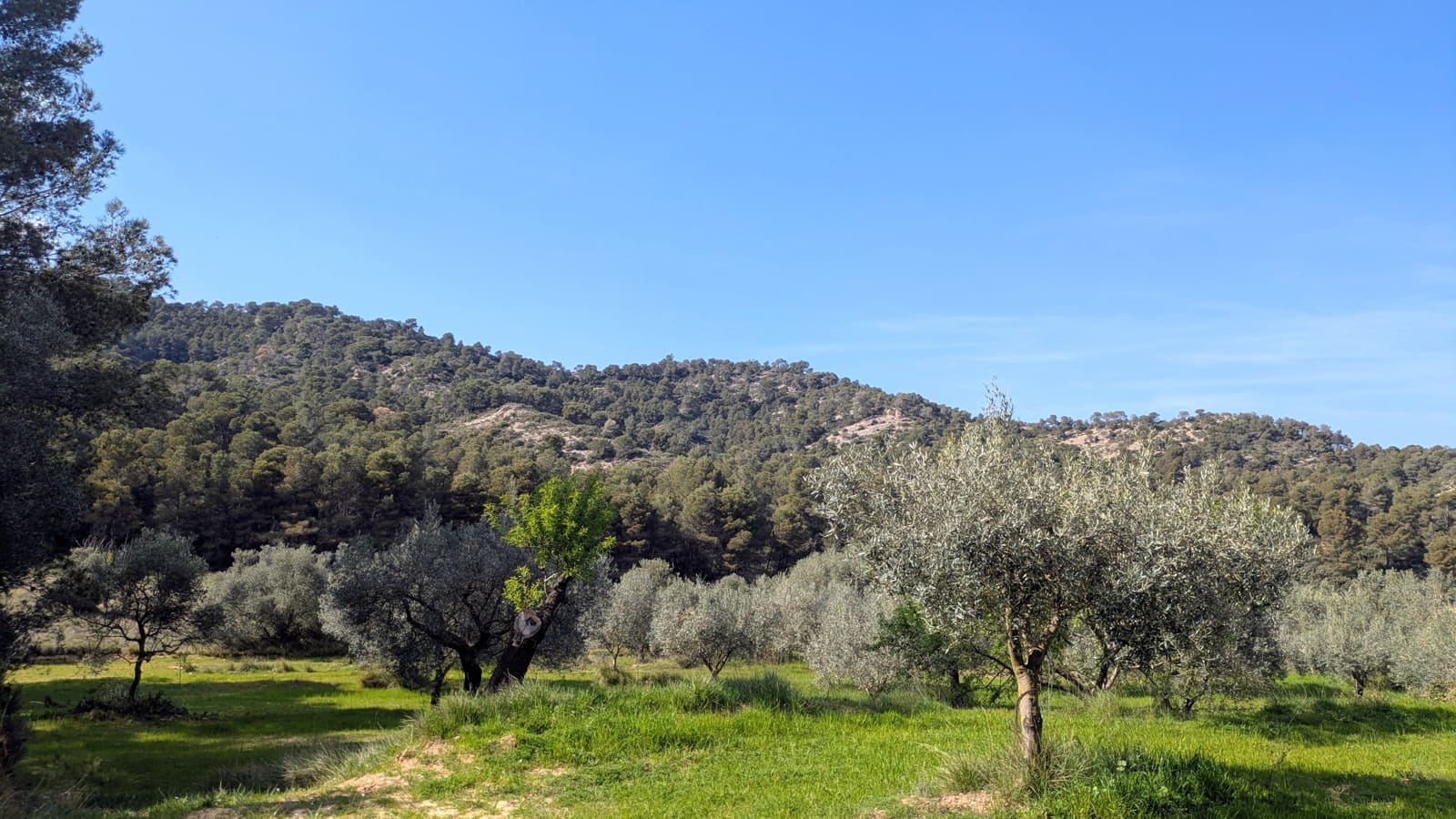 Finca/Landgut zu verkaufen in Gandesa - 25.000 € (Ref: 9726426)
