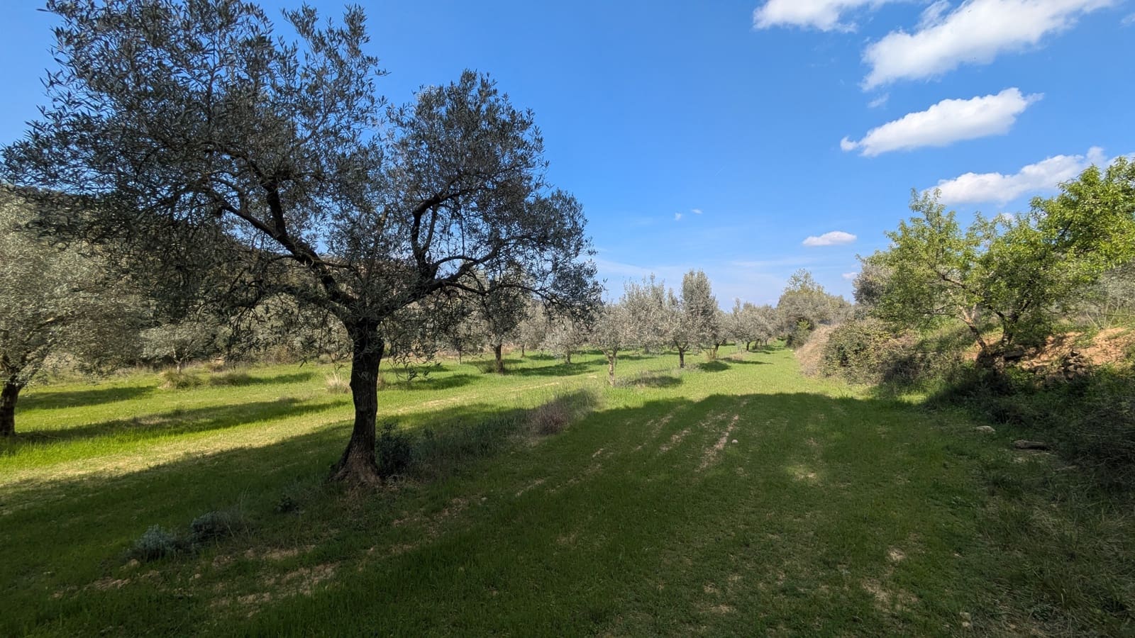 Finca/Landgut zu verkaufen in Gandesa - 25.000 € (Ref: 9726426)