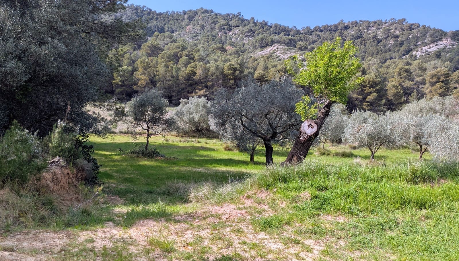 Finca/Landgut zu verkaufen in Gandesa - 25.000 € (Ref: 9726426)