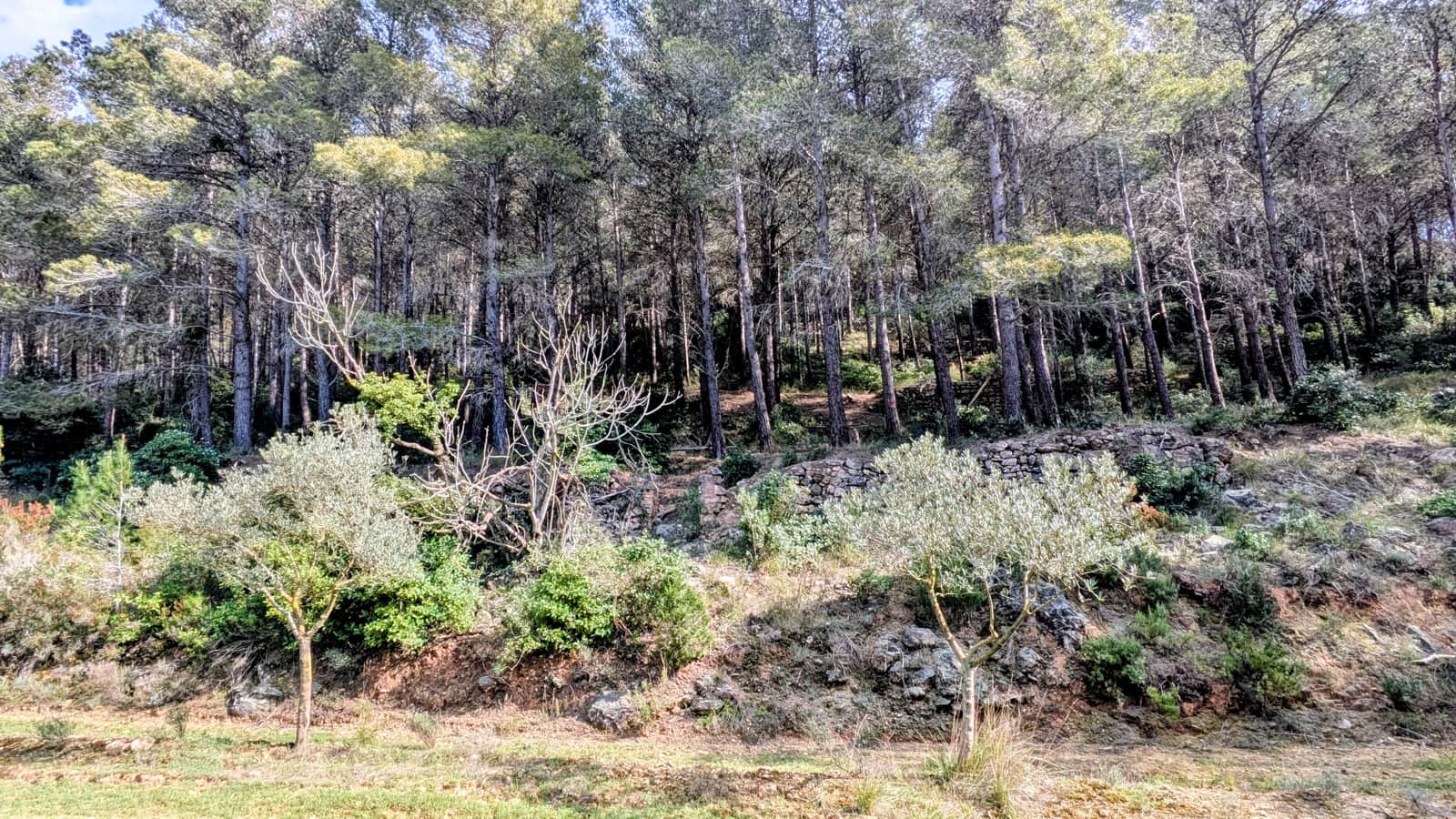 Finca/Landgut zu verkaufen in Gandesa - 25.000 € (Ref: 9726426)