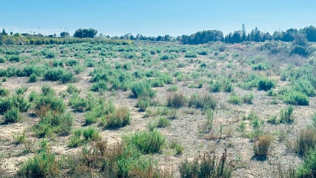 Area Edificabile in vendita in Perleta, Elche / Elx - 119.000 € (Rif: 10181794)