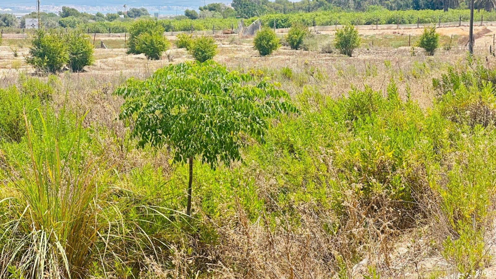 Ubebygd land til salgs i La Marina - € 26 000 (Ref: 10181801)