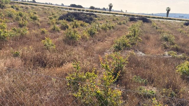 Area Edificabile in vendita in Valverde, Elche / Elx - 480.000 € (Rif: 10181804)