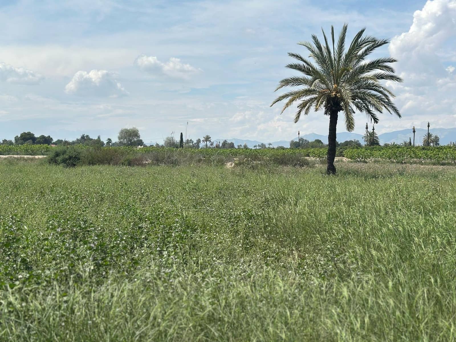 Terreno/Finca Rústica en Elche / Elx en venta - 64.000 € (Ref: 10181820)