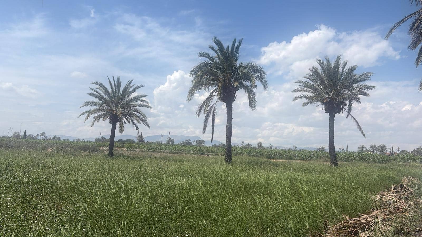 Terreno/Finca Rústica en Elche / Elx en venta - 64.000 € (Ref: 10181820)