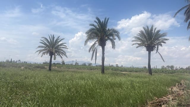 Terreno/Finca Rústica en Elche / Elx en venta - 64.000 € (Ref: 10181820)