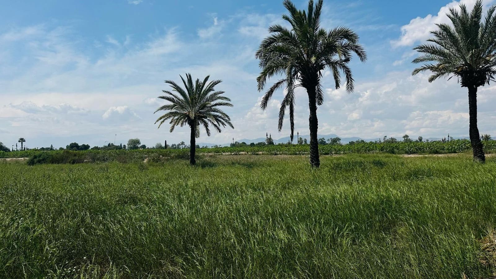 Terreno/Finca Rústica en Elche / Elx en venta - 64.000 € (Ref: 10181820)