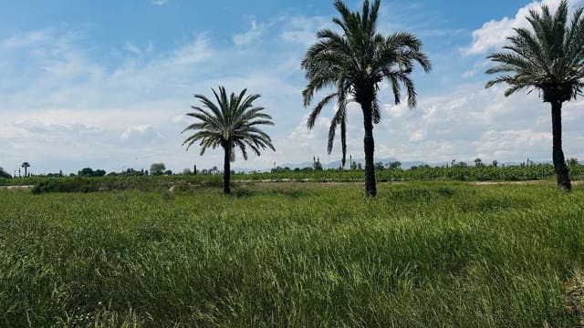 Terreno/Finca Rústica en Elche / Elx en venta - 64.000 € (Ref: 10181820)