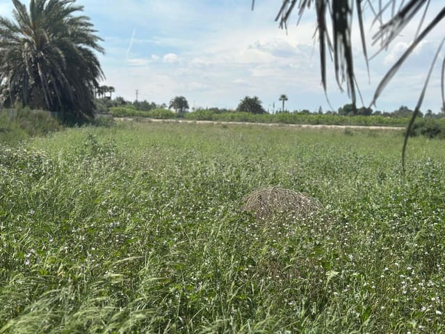 Terreno/Finca Rústica en Elche / Elx en venta - 64.000 € (Ref: 10181820)