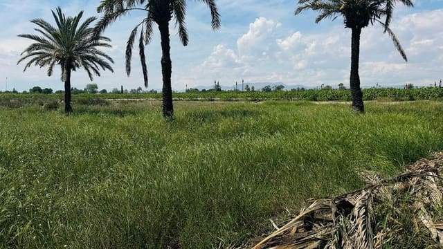 Terreno/Finca Rústica en Elche / Elx en venta - 64.000 € (Ref: 10181820)