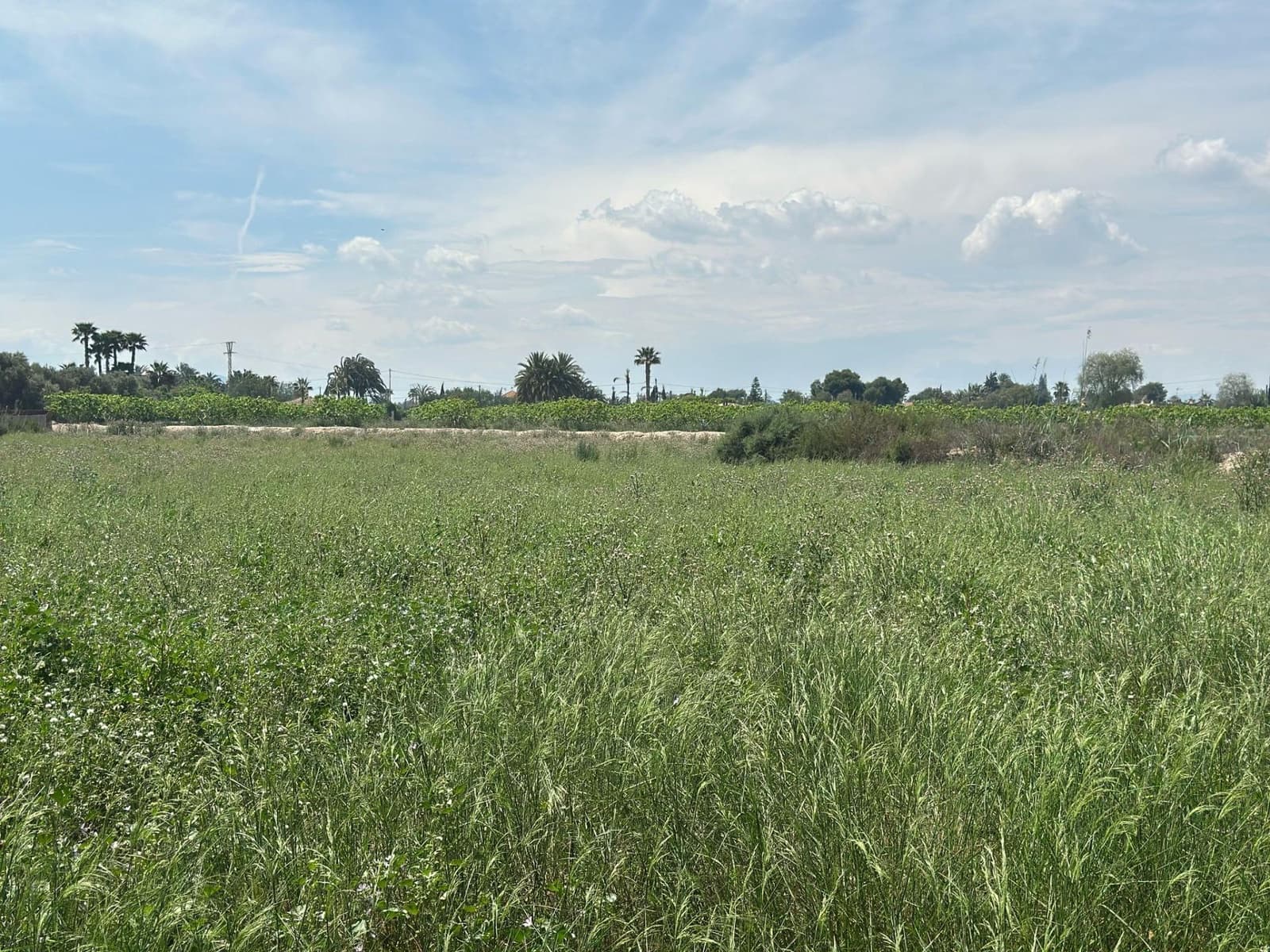 Terreno/Finca Rústica en Elche / Elx en venta - 64.000 € (Ref: 10181820)