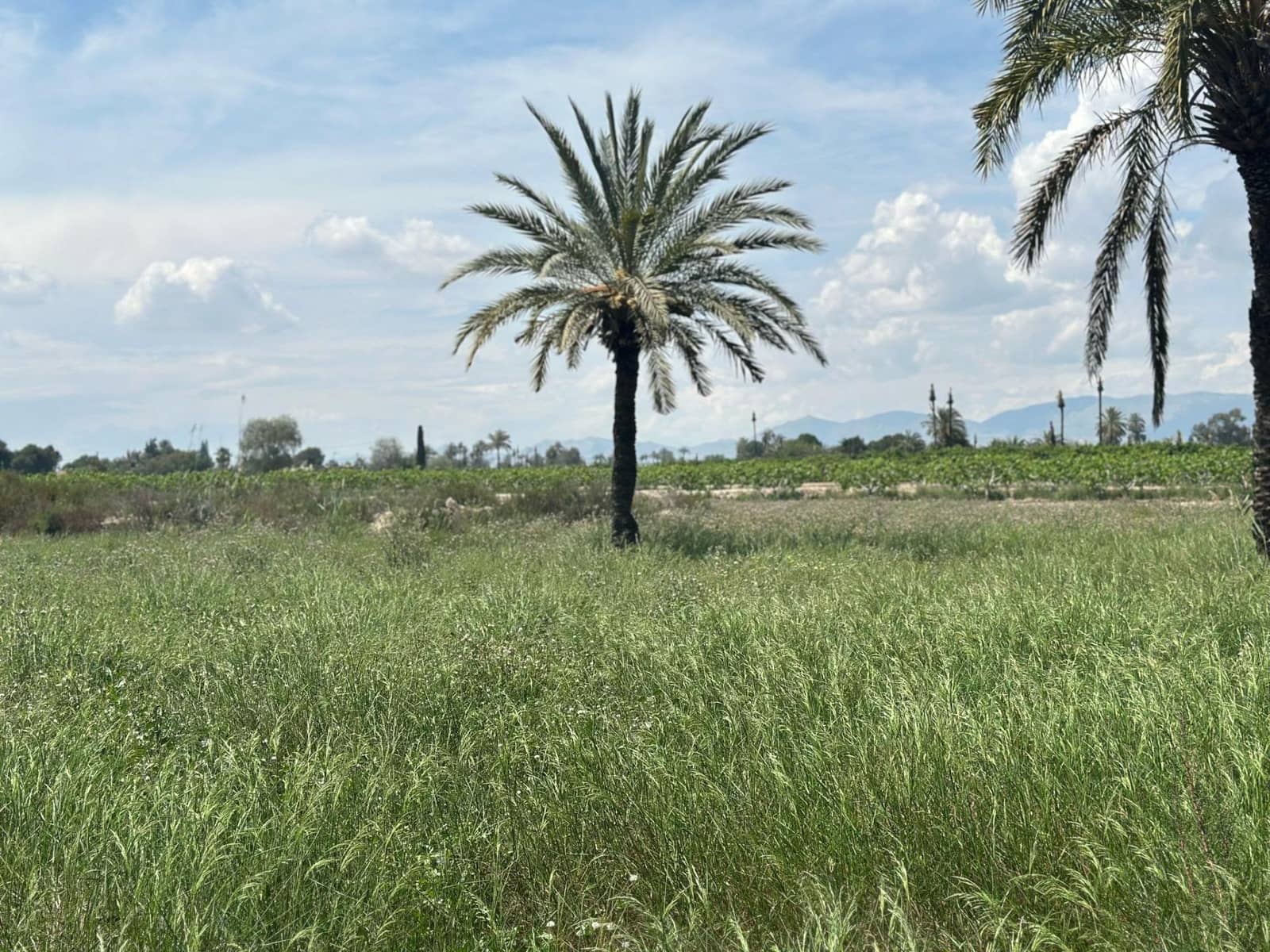 Terreno/Finca Rústica en Elche / Elx en venta - 64.000 € (Ref: 10181820)