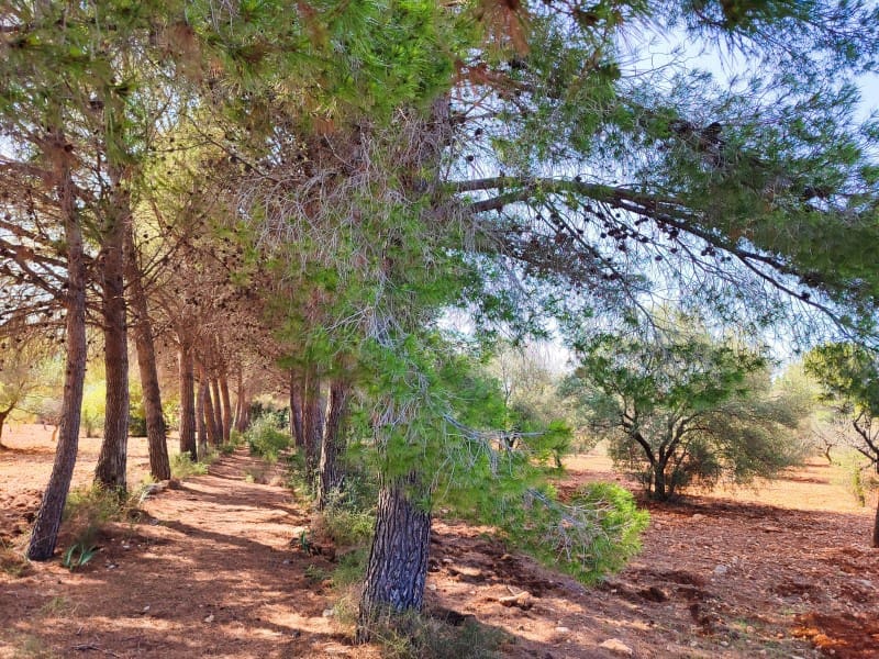 4 soveværelse Finca/Landehus til salg i Peniscola med garage - € 279.000 (Ref: 9021335)