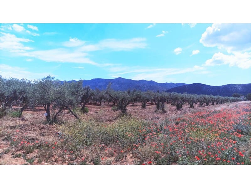 Ubebygd land til salgs i Ulldecona - € 7 000 (Ref: 9414312)