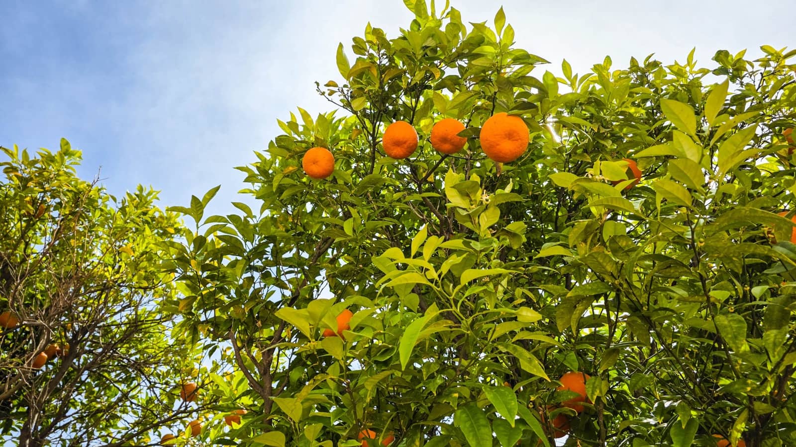 3 camera da letto Attico in vendita in La Duquesa / Puerto de la Duquesa con piscina garage - 389.000 € (Rif: 9783392)