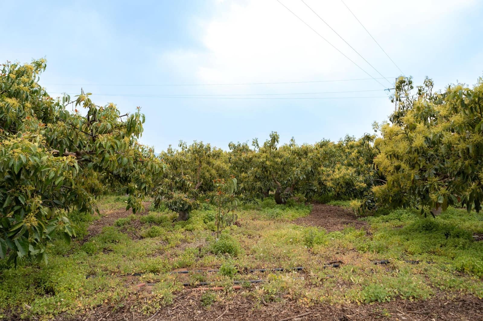 Terreno Non Edificato in vendita in Motril - 120.000 € (Rif: 9946193)