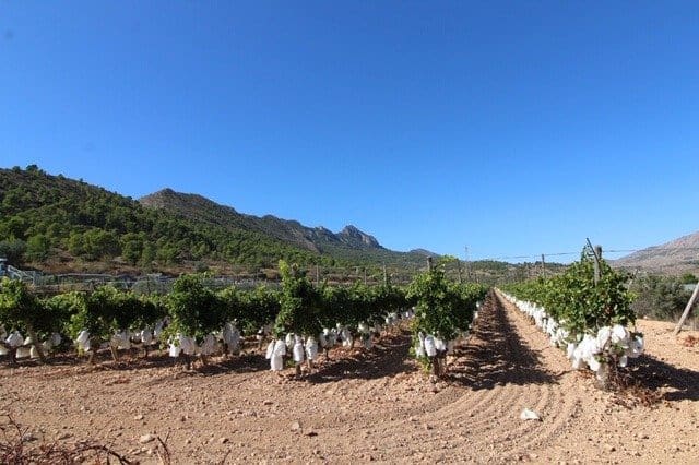 Bouwgrond te koop in La Romana - € 46.000 (Ref: 6337922)