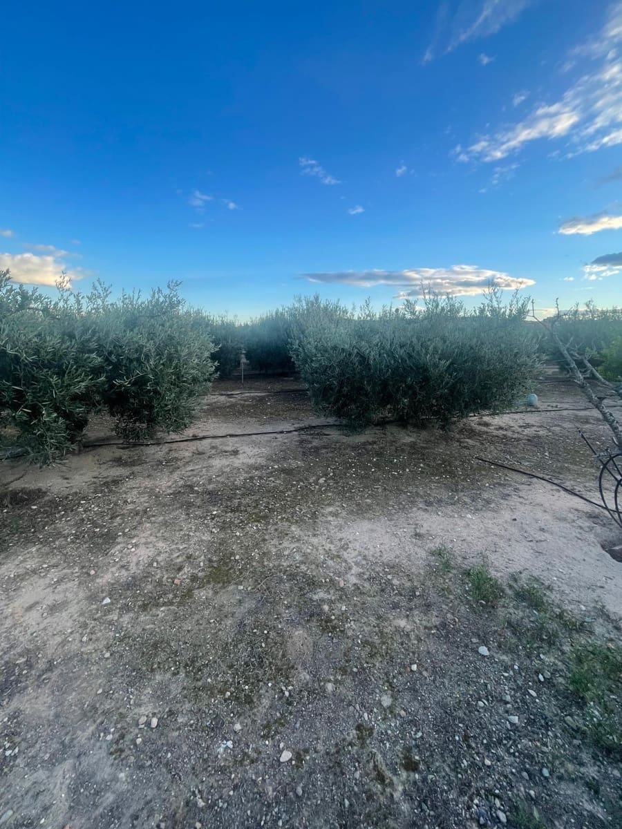 3 chambre Finca/Maison de Campagne à vendre à Aspe - 141 000 € (Ref: 9427413)