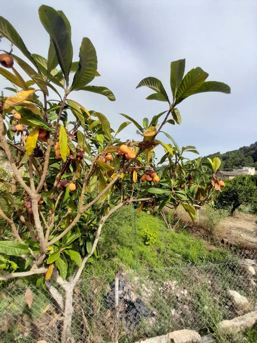 Terre non Aménagée à vendre à Guadalest - 66 000 € (Ref: 8419481)