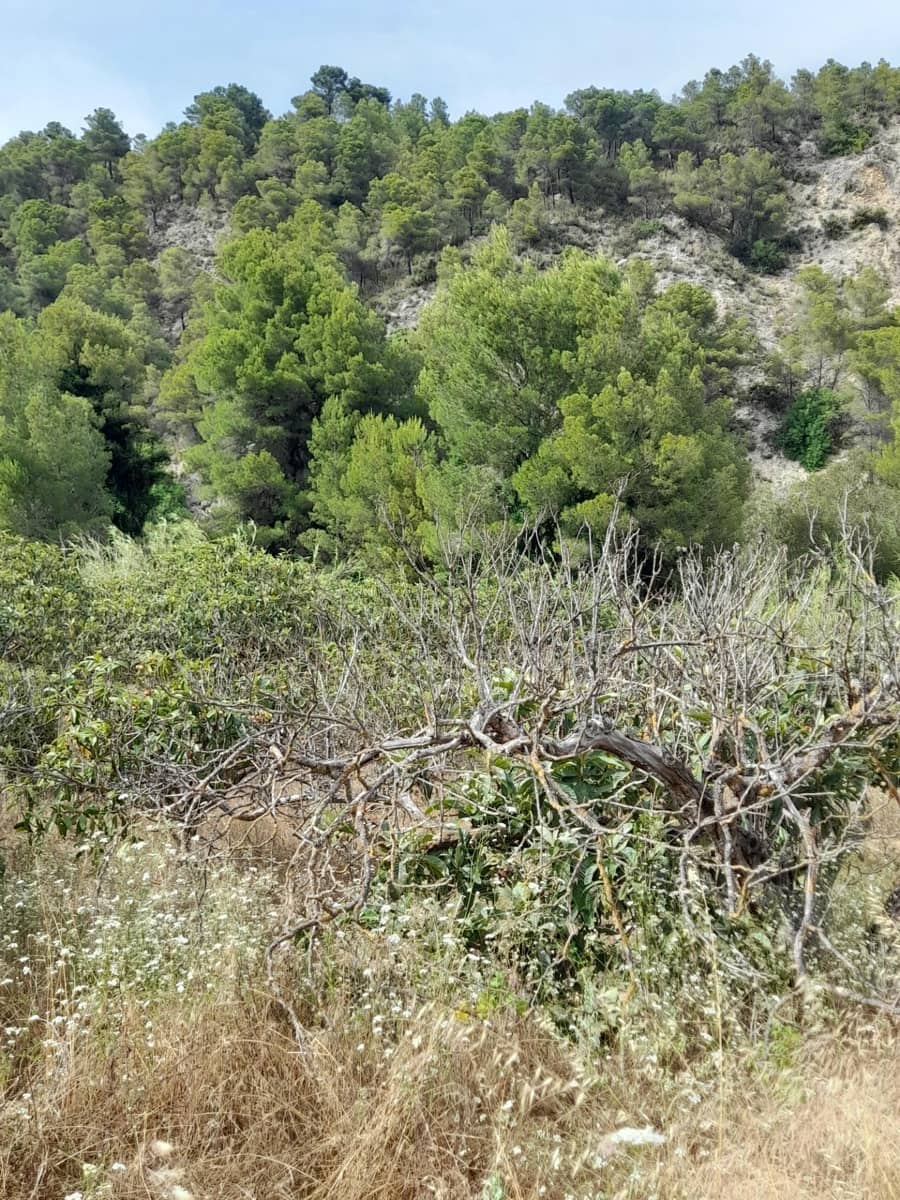 Terre non Aménagée à vendre à Guadalest - 66 000 € (Ref: 8419481)