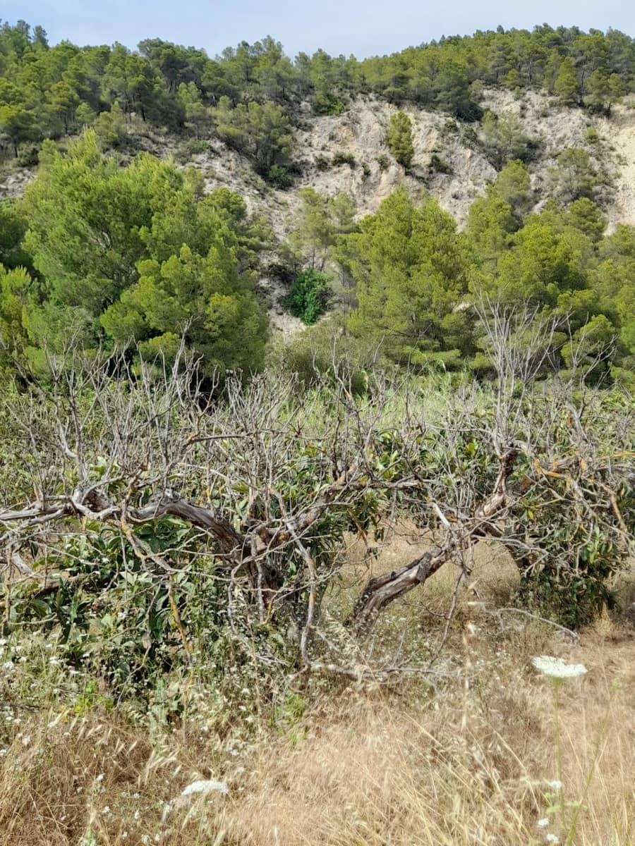 Terre non Aménagée à vendre à Guadalest - 66 000 € (Ref: 8419481)