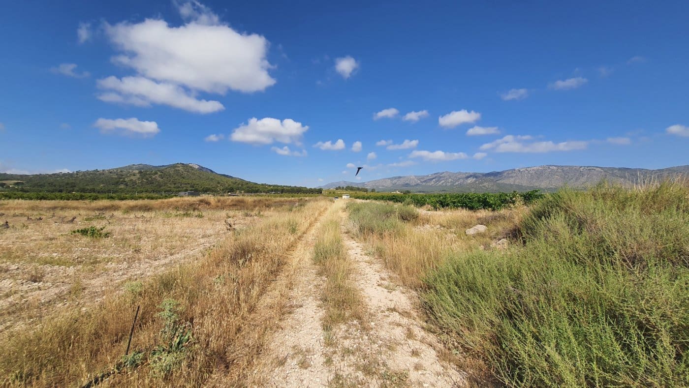 Area Edificabile in vendita in Salinas - 37.374 € (Rif: 7975879)