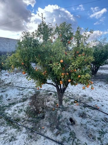 Finca/Landehus til salg i Novelda - € 55.000 (Ref: 9040661)