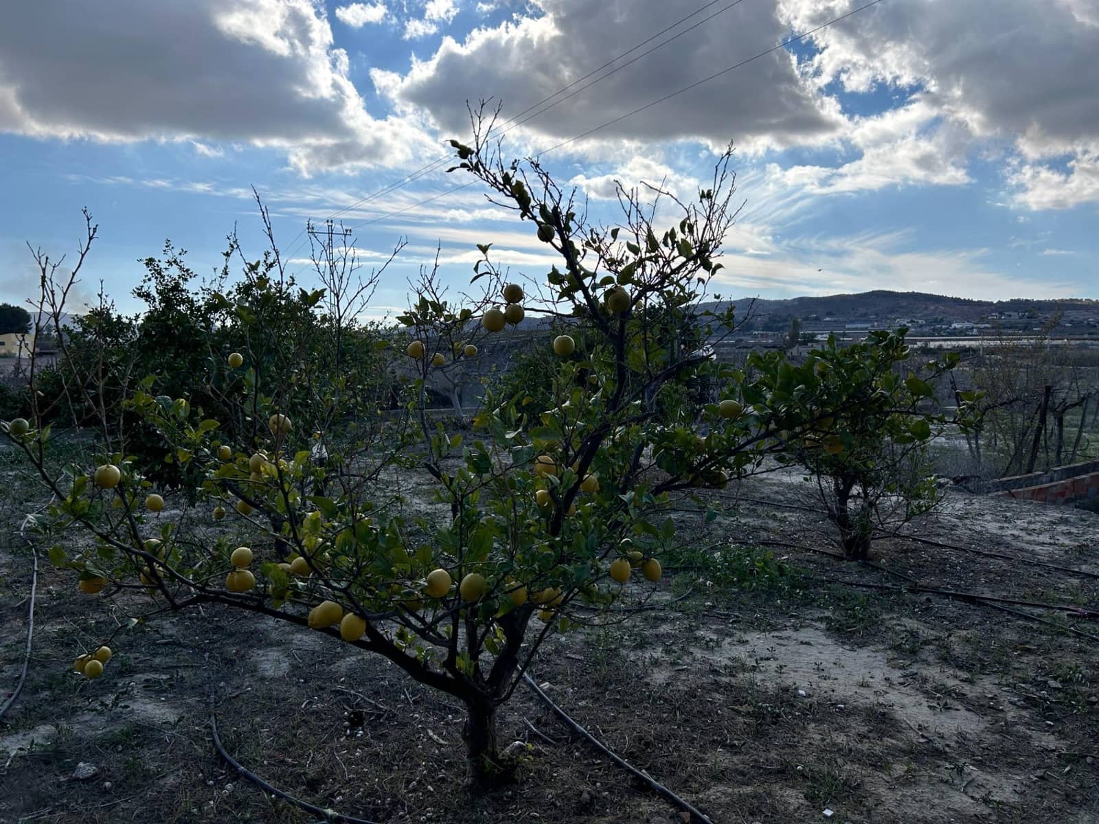 Finca/Landehus til salg i Novelda - € 55.000 (Ref: 9040661)