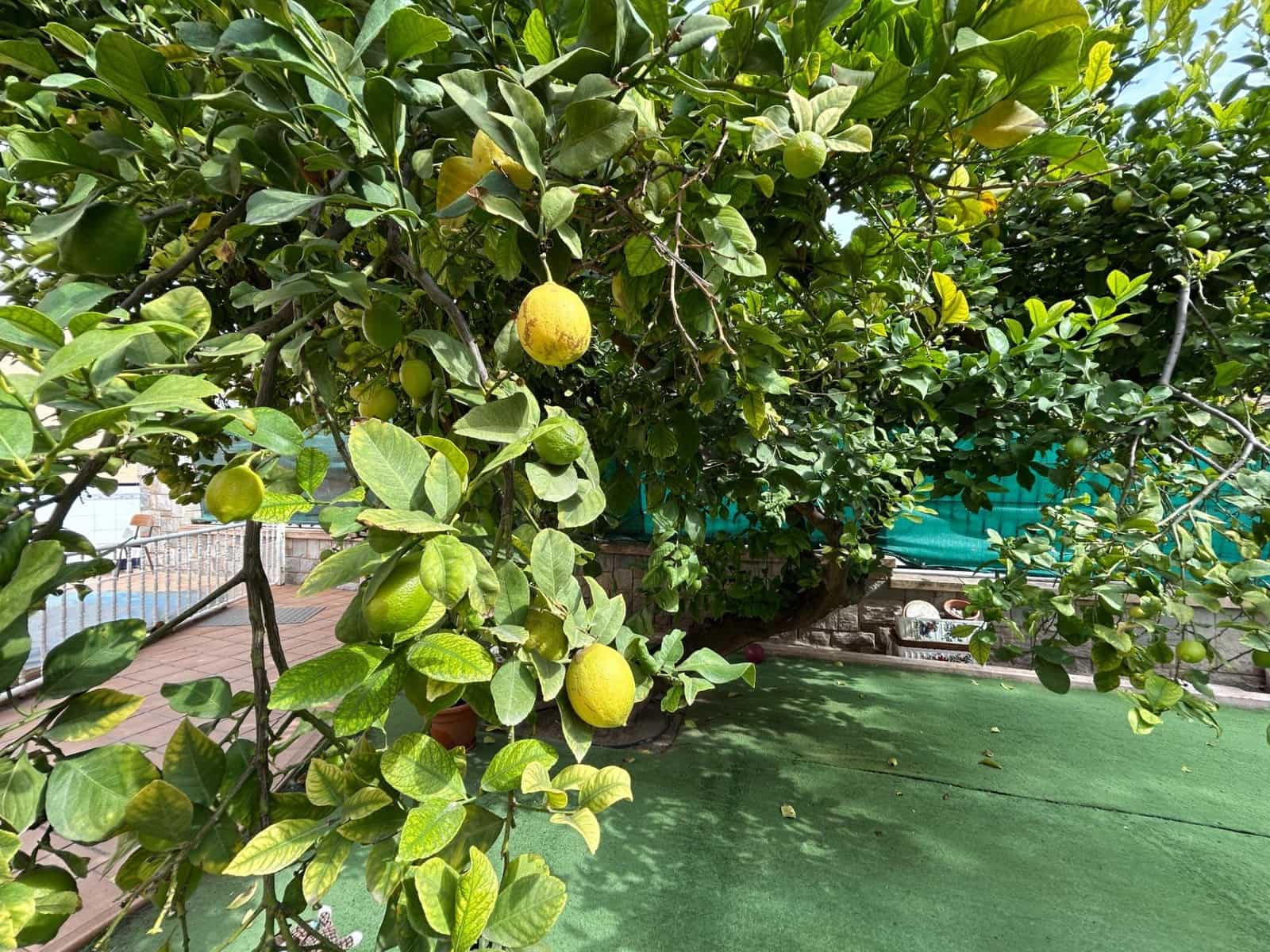 5 soverom Villa til salgs i Novelda med svømmebasseng garasje - € 299 000 (Ref: 9324336)