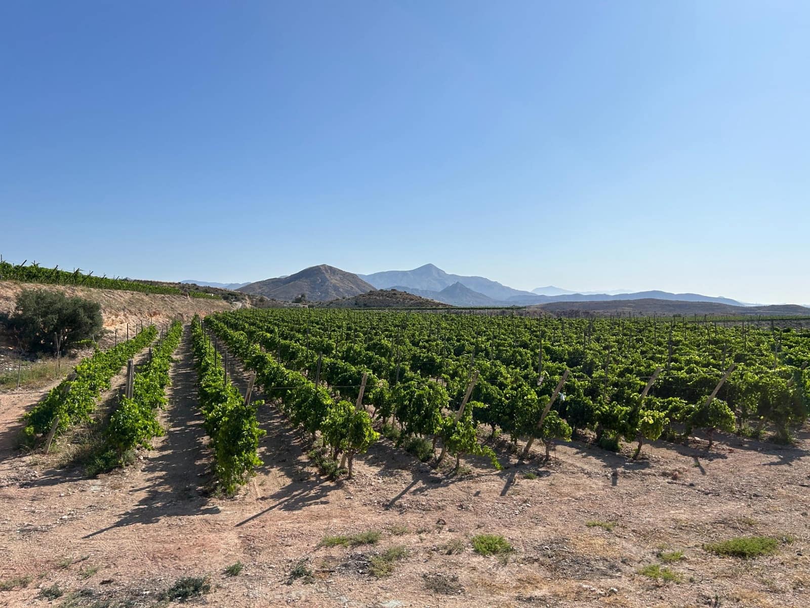 4 chambre Villa/Maison à vendre à Novelda avec piscine garage - 239 000 € (Ref: 9403395)