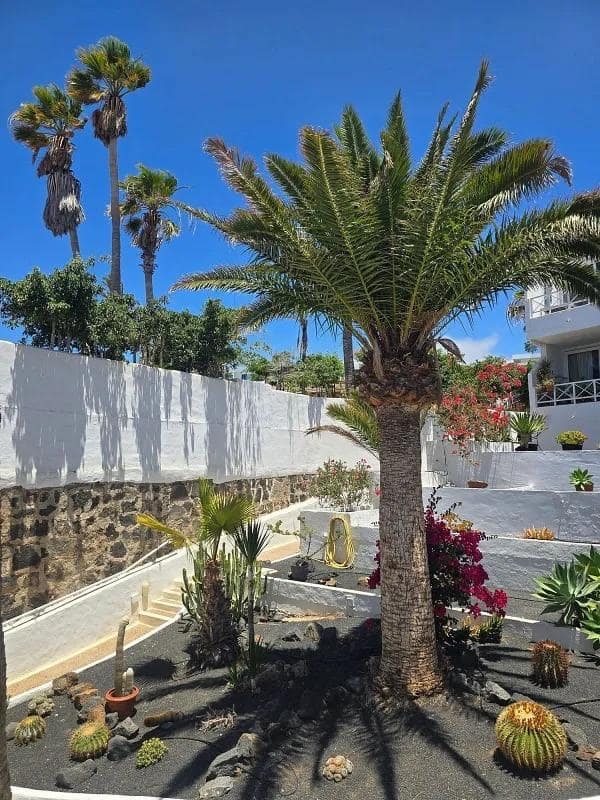 Studio for sale in Puerto del Carmen with pool - € 225,000 (Ref: 9908074)