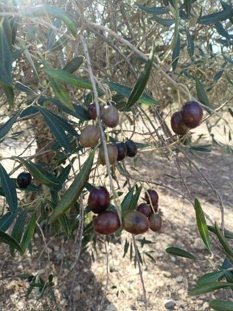 Grunde uden byggetilladelser til salg i Cantallops - € 40.000 (Ref: 9240683)