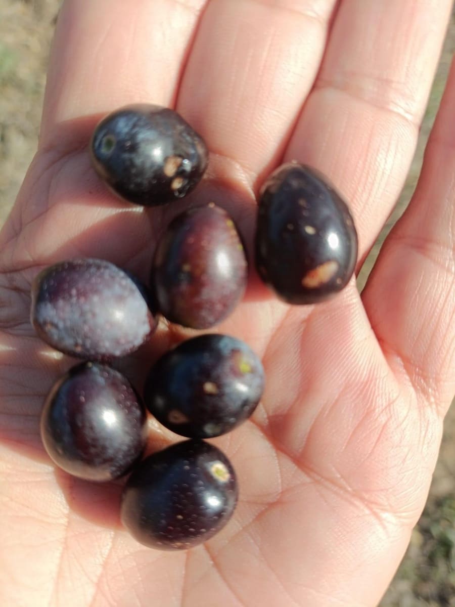 Grunde uden byggetilladelser til salg i Cantallops - € 40.000 (Ref: 9240683)